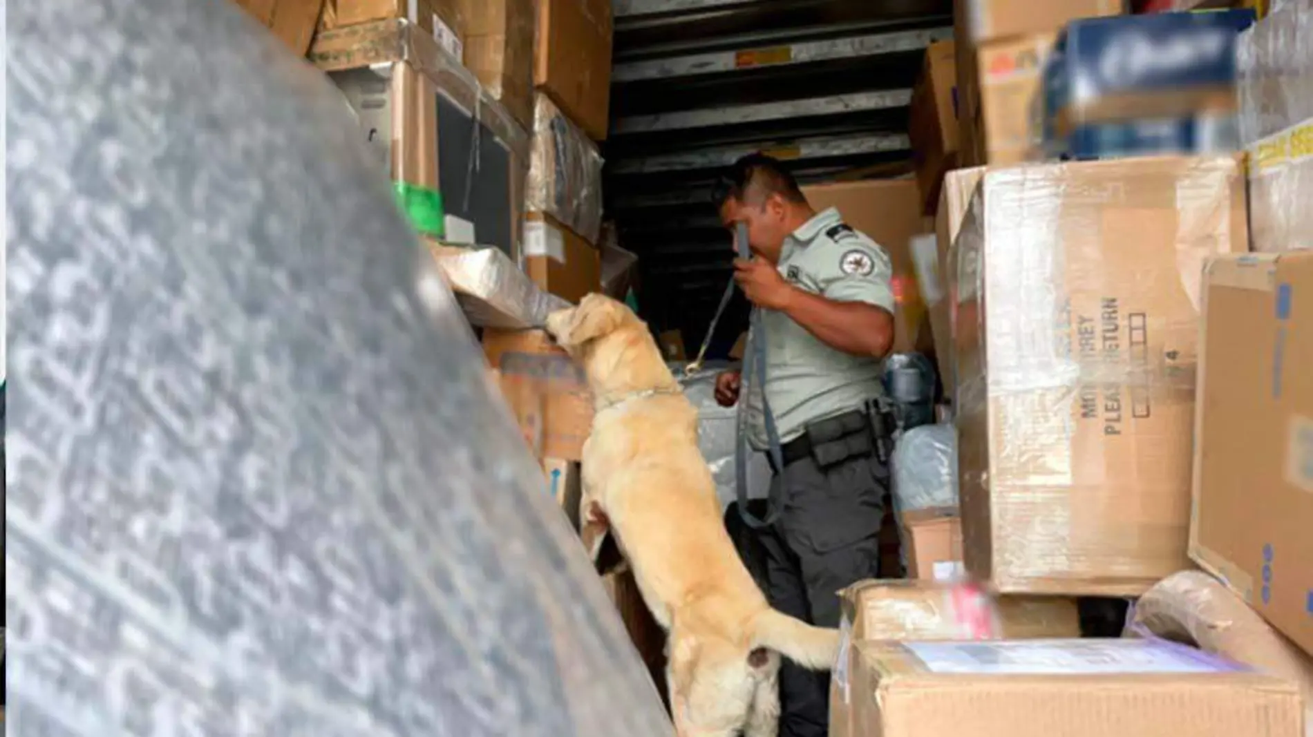 Perro policía detecta cargamento ilegal en el interiro de un vehículo@1,25x